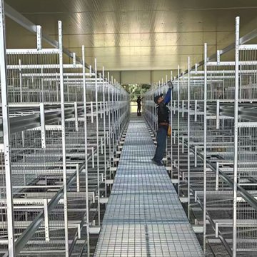 30,000 brooding Project in Korea